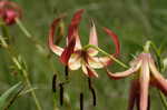 Turk's cap lily